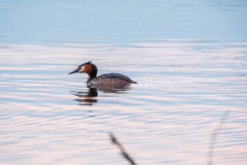 The waterfowl bird Great Crested Grebe swimming in the calm lake