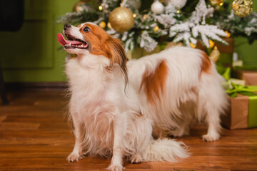 A beautiful Papillon dog with shaggy ears sits against the background of a Christmas tree and boxes with gifts.