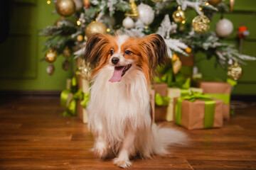 A beautiful Papillon dog with shaggy ears sits against the background of a Christmas tree and boxes with gifts.