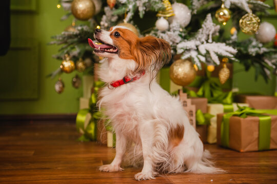 A beautiful Papillon dog with shaggy ears sits against the background of a Christmas tree and boxes with gifts.