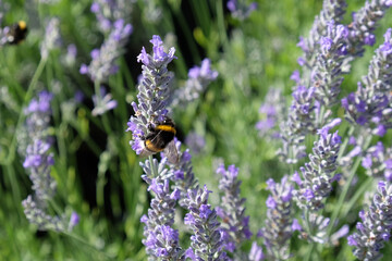 A bumblebee sits on a lavender flower. Collects nectar. Selective focus.