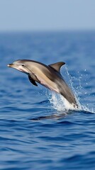 Fototapeta premium A grey dolphin leaps out of a blue pool, its body arched and tail extended