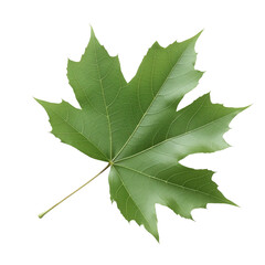Fototapeta premium Fresh summer green maple leaf. Isolated
