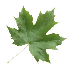 Fresh summer green maple leaf. Isolated