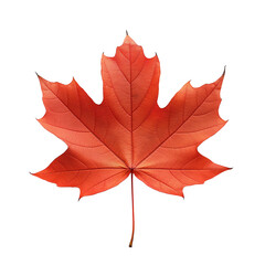 Obraz premium Autumn orange maple leaf. Isolated