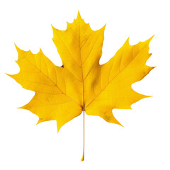 Fototapeta premium Autumn yellow maple leaf. Isolated