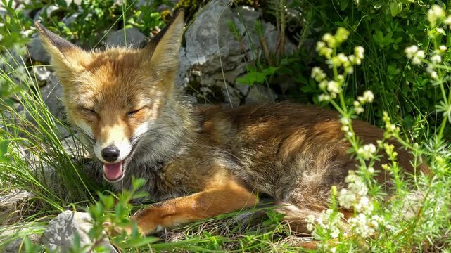 close-up of a wild Iberian Red Fox (Zorro, Vulpes Vulpes Silacea)