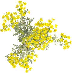 Top view of Ragwort plant with yellow flowers