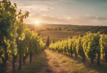 Fototapeta premium Extra wide panoramic shot of a summer vineyard shot at sunset