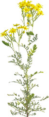 Side view of Ragwort plant with yellow flowers