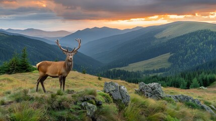 Fototapeta premium A red deer buck stands in a grassy meadow with a mountainous background, illuminated by the golden light of sunset