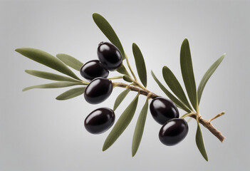 Olive branch with black olives on transparent background isolated