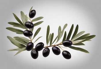 Olive branch with black olives on transparent background isolated