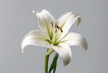 Fototapeta premium White lily flower isolated on transparent background