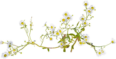 Top view of Prairie Fleabane plant with white flowers