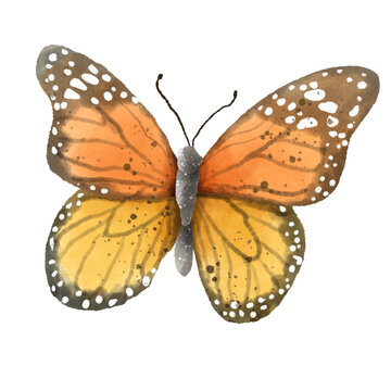 Watercolor Hand drawn illustration Rustic watercolor orange black polka dot buttefly
