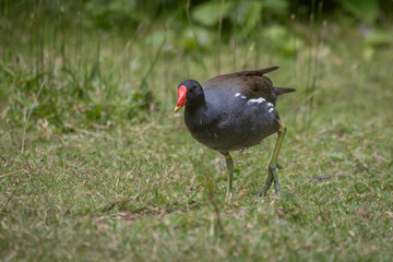 An adult moorhen, Gallinula chloropus, walks over the brass embankment. It shows its large feet and there is space for text