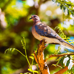 Pigeon on a branch of tree