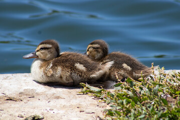gosling ducks huddled together near water