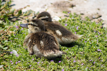 gosling ducks huddled together near water