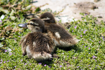 gosling ducks huddled together near water