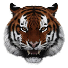 Fototapeta premium Tiger face isolated