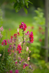 beautiful snapdragon in the garden