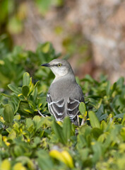 yellow eyed gray bird in bushes