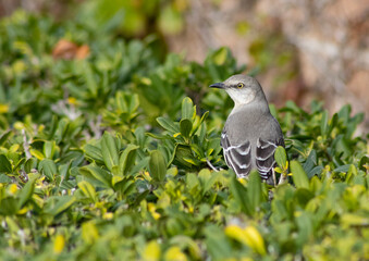 yellow eyed gray bird in bushes