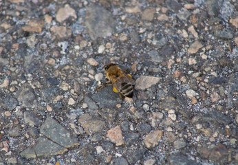 bumblebee sitting on concrete