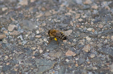 bumblebee sitting on concrete