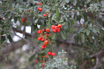 red berry clusters in green foliage