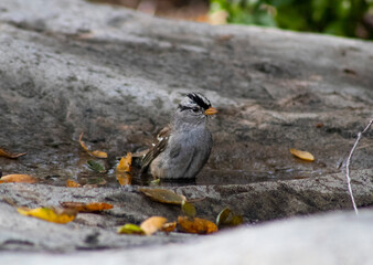 small song bird bathing in fountain