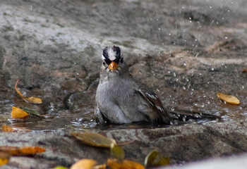 small song bird bathing in fountain