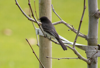 small black songbird perched