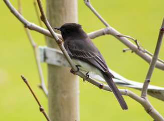 small black songbird perched