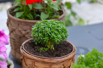 Fresh basil growing in an old wicker pott outdoors