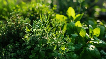 Obraz premium Assorted fresh herbs growing in garden