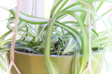 A spider plant growing in a hanging pot on a window sill with natural light.