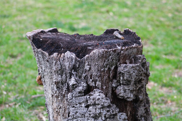 blackened tree stump closeup