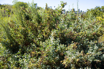 greenery and plants near hiking trail