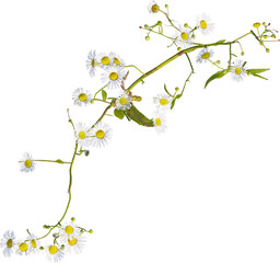 Top view of Prairie Fleabane plant with white flowers