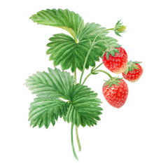 Red strawberry bush hand drawn watercolor illustration. Delicious food art, fresh botanical realistic painting. Summer sweet berry clipart for restaurant, cafe menu, farm goods, vegan products