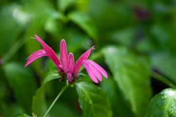 Blossom of the water-willow Justicia brasiliana