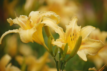 Lilia żółta kwitnąca makro