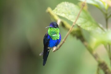 Crowned woodnymph, Thalurania colombica, on a branch in a rainforest