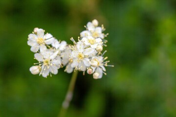 Obraz premium Fern-leaf dropwort, Filipendula vulgaris