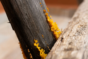 Fungus in wood close-up