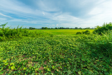 Scenic view landscape of Rice field green grass with field cornfield or in Asia country agriculture harvest with fluffy clouds blue sky daylight background.