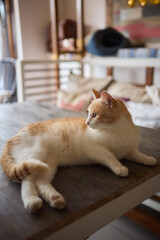 Felidae sitting on wooden chair on table, with fawn fur and whiskers